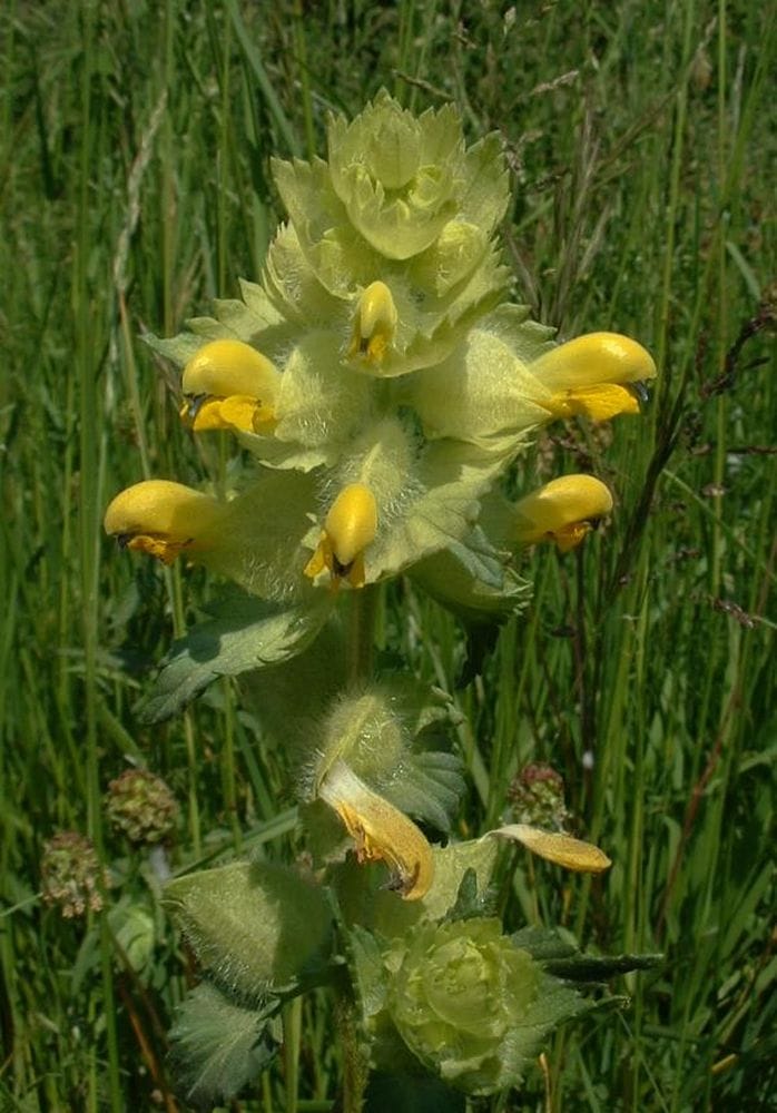 Rhianthus alectorolophus